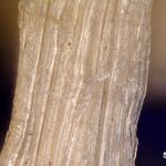 Analyse der Holzfaseroberfläche mit einem 3D-Mikroskop nach der Modifizierung. Quelle: Fraunhofer WKI | Madina Shamsuyeva